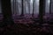 dark purple trees cast mysterious shadows on misty forest floor