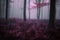 dark purple trees cast mysterious shadows on misty forest floor