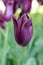 Dark purple tulip, Flora Garden of Burgas, Bulgaria