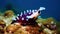 Dark purple and white nudibranch crawling on natural reef on bottom of blue sea. Generative AI