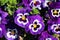 Dark purple with white and yellow center Wild pansy or Viola tricolor small wild flowers with bright petals densely planted in