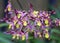 Dark purple and yellow tiny Oncidium orchids