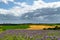 Dark rain clouds over agrarian fields with wheat, sugar beets and phacelia, bee food, purple tansy, scorpionweed