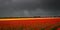 Dark rain clouds pass over red and yellow tulips on in farm field