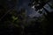 dark rainforest at night, with only the stars and moon shining through the canopy