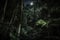 dark rainforest at night, with only the stars and moon shining through the canopy