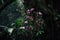 dark rainforest tree with vines and orchids hanging from its branches