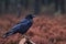 Dark Raven, Corvus corax in an autumnal bog forest in Estonian wild nature.