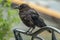 Dark raven perched on a bench