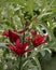 Dark Red Asiatic Lily Flowers With Compass Plant