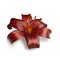 Dark red Asiatic lily isolated on white