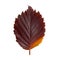 Dark red autumn oval leaf isolated on white background