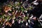 Dark red barberry leaves and thorns on twigs, organic background texture