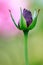 dark red black rose budding against a pastel background