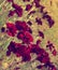 Dark red carnation flowers on field (toned)