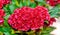 Dark red Celosia cristata flowers genus Celosia, cockscomb