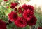 Dark red chrysanthemum flowers on a bush, many flowers