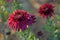 Dark red chrysanthemum, two flowers in the autumn sun