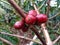 dark red coffee cherries ready to be harvested