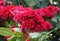 Dark red color of Cockscomb `Bombay Fire` flower