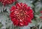 A dark red color of Reflex mum `Garnet King` flower