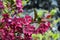 Dark red crabapple blossoms Malus Royalty