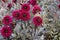 Dark red dahlias with green leaves, background