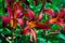 Dark Red Daylilies