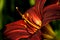 Dark red daylily in close view