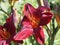 Dark Red Daylily Or Hemerocallis In Bloom