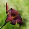 Dark red daylily in the summer sun