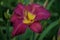 Dark red daylily with yellow throat among green leaves in Michigan garden