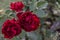 Dark red Dr. Huey roses blooming in cluster