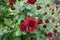 Dark red flower and buds of Chrysanthemum in October