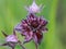 Dark red flower of marsh cinquefoil