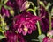 Dark Red flower with raindrops of European or Common columbine, Aquilegia vulgaris, close-up, selective focus