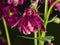 Dark Red flower with raindrops of European or Common columbine, Aquilegia vulgaris, close-up, selective focus