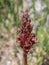 Dark red flowers of broomrape plant from genus Orobanche