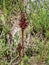 Dark red flowers of broomrape plant from genus Orobanche