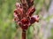 Dark red flowers of broomrape plant from genus Orobanche