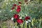 Dark red flowers of Dianthus