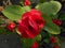 Dark red flowers in my rooftop garden in earthen pot in a thorny plant