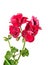 Dark red geraniums flowers, Pelargonium close up isolated