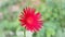 Dark red gerbera daisy or baberton daisy flower, sri lanka domestic garden flower