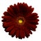 Dark red gerbera flower, white isolated background with clipping path. Closeup. no shadows. For design.