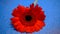 Dark red Gerbera head on the bright blue background