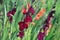 Dark red Gladiolus flowers in a field.