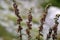 Dark red Helleborine (Epipactis atrorubens)