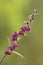 Dark-red helleborine, Epipactis atrorubens, blooming