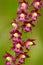 Dark-red Helleborine, Epipactis atrorubens, flowering European terrestrial wild orchid in nature habitat. Beautiful detail of